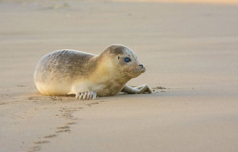 Sceau commun de repos par Remco Van Daalen