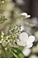 Witte Hortensia Vintage