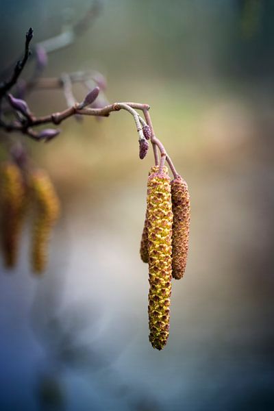 Haselnüsse von Carla Schenk