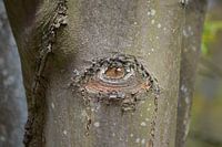 Baum mit Blick auf die Rinde. Spezielle bizarre Natur.