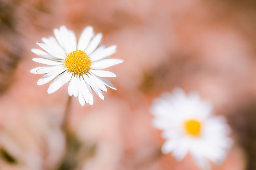 Daisies flowers on pastel pink | Spring nature photography by Denise Tiggelman