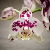 Orchidee