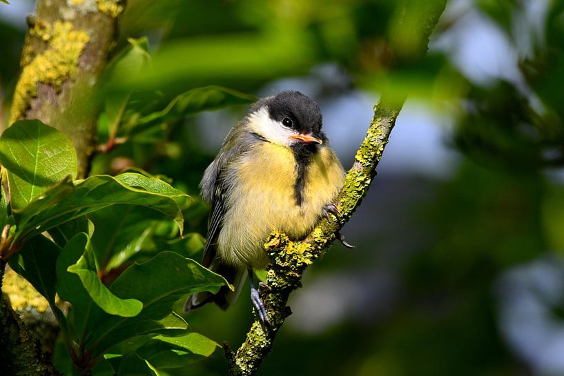 Kohlmeise auf einem Ast von Joard van den Ende