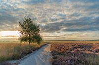 Sunrise on the Regte Heide.