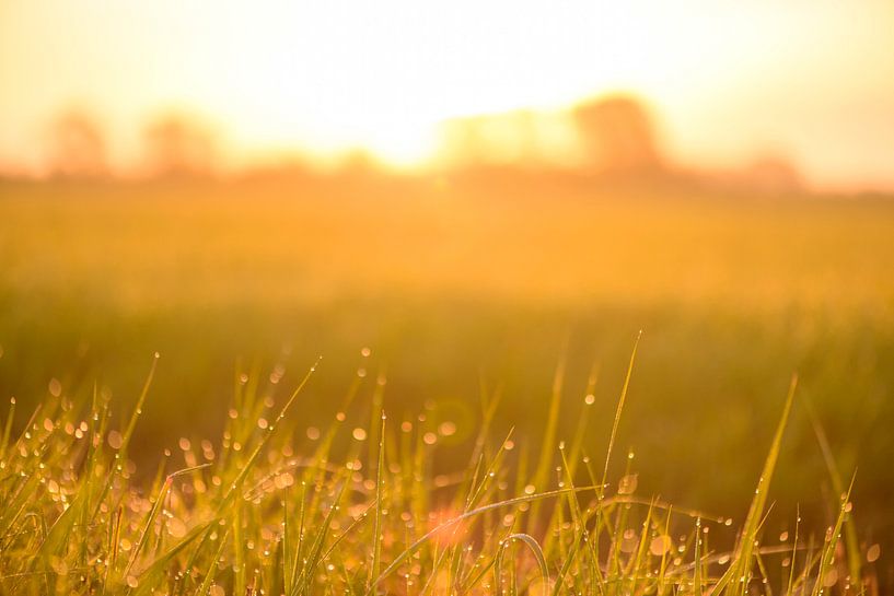 Sonnenaufgang über einem Feld mit Tau auf dem Gras an diesem frühen Frühlingsmorgen von Sjoerd van der Wal Fotografie