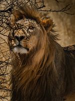 Lion africain
