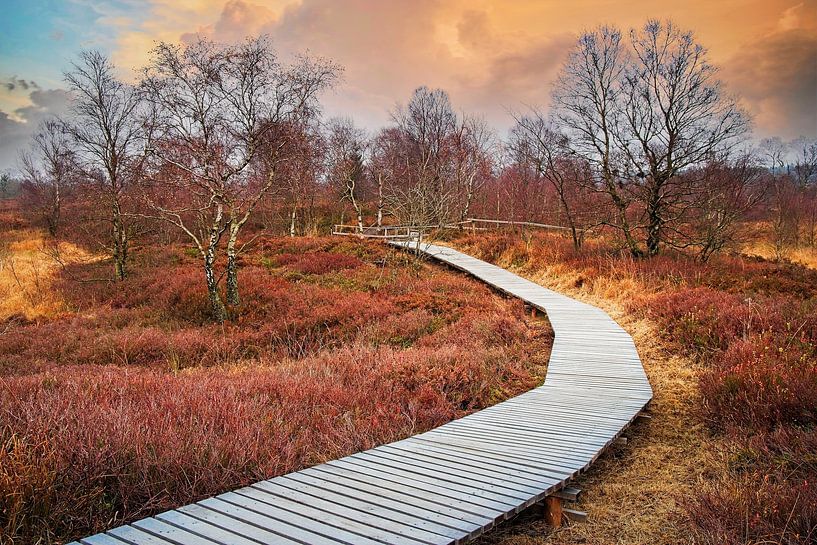 Brackvenn @ Hohes Venn Eupen von Rob Boon