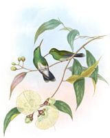 Smaragd mit Weißbauch, John Gould