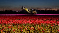Tulips at night