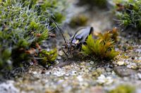 Ce Smalboktor commun dans les bois d'Asten