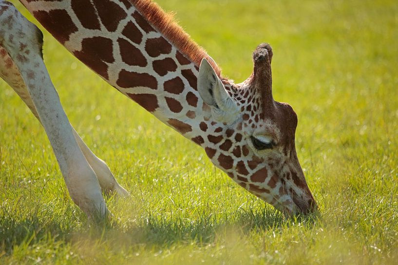 Giraffe von Frank Smedts