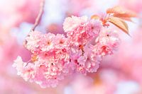 The color of the cherry blossom