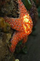 Orange starfish and sea anemones