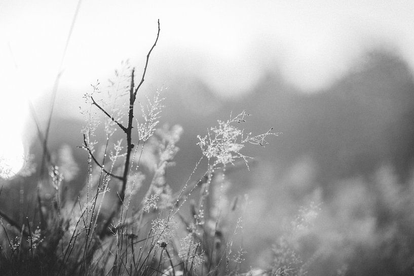Natur von Meike Huibers