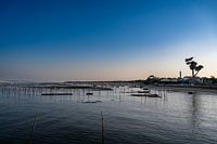 Mützenfrettchen im Sommer