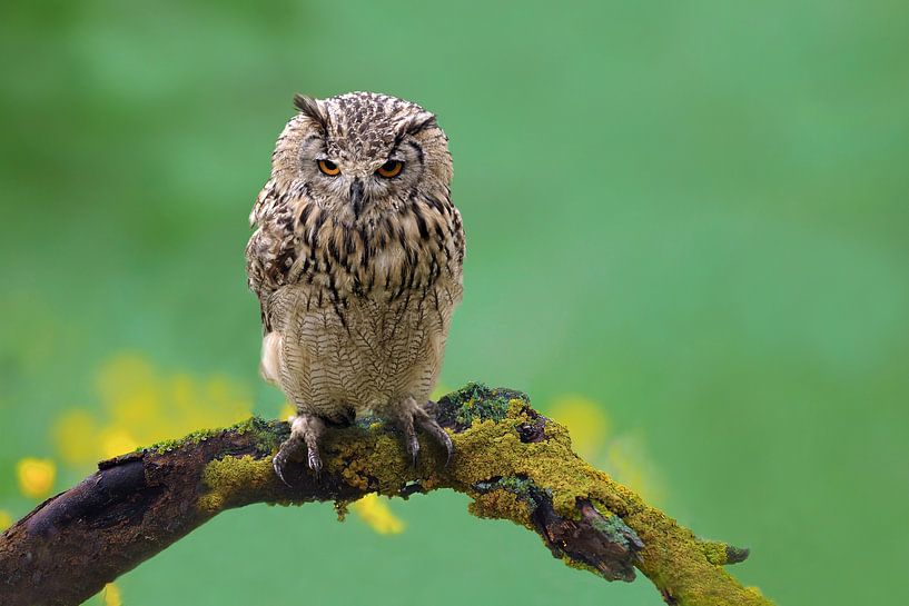 Eule von Jeannette Penris