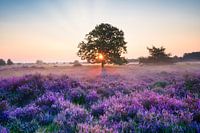 Blühendes Heidekraut bei Loon op Zand