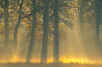 Und es gab ein Sonnenfeuer