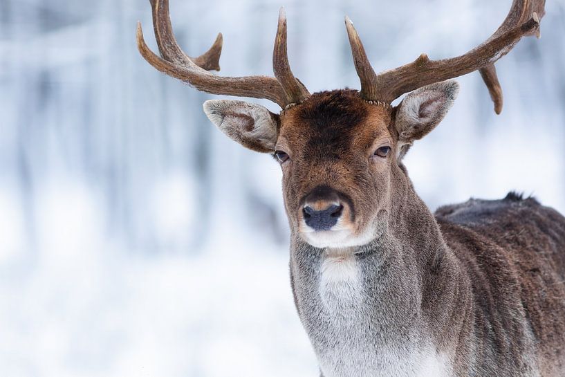 mein Wintergesicht von Daniela Beyer