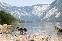 Baby ducklings at the edge of the lake of Bohinj