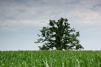 Oude boom in het veld