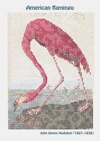 American flamingo by John James Audubon