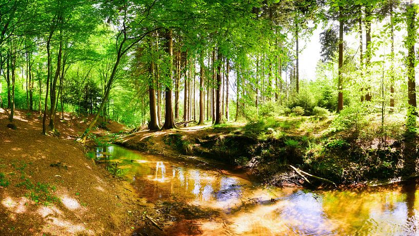 Wald mit Bach von Günter Albers