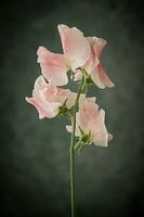 Lathyrus or ornamental pea against green background