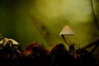 Dans la forêt de Leuvenum