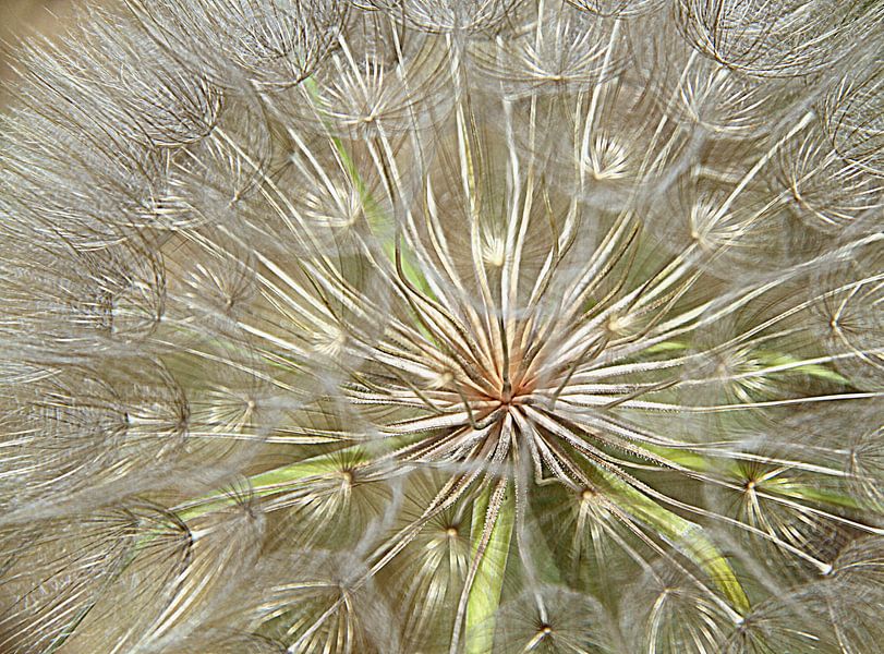 Zaden... von Silvia van Zutphen