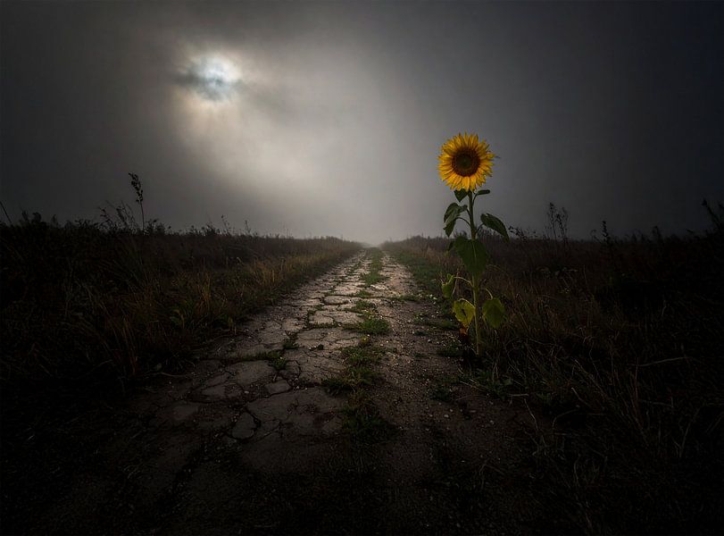 As long as I bloom, I am not lost - the sunflower by Christina Bauer Photos