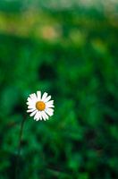 The Lonely Daisy