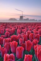 Tulpenfeld mit Mühle