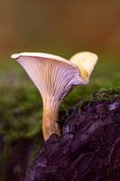 False Hanekam in the Lembeian Forests