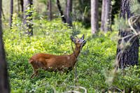 Ree im Wald genießt.