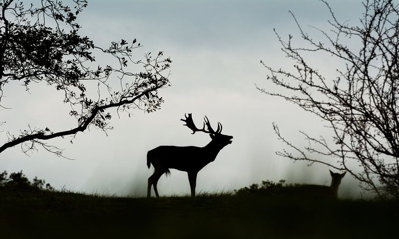 Bellowing deer 2 by Danny Leij