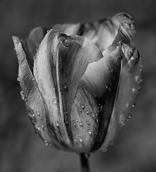 Tulp met regendruppels in zwartwit van Jessica Berendsen