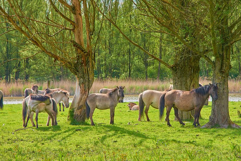 Konik horses at rest by Jenco van Zalk