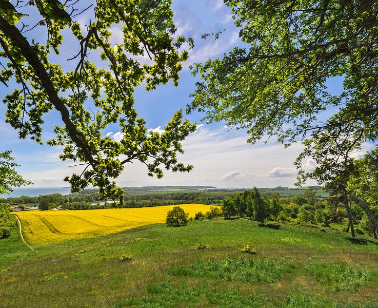 Rapsfeld in Göhren mit Blick zu den Zicker Bergen von GH Foto & Artdesign