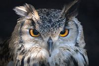 Foto eines Uhus