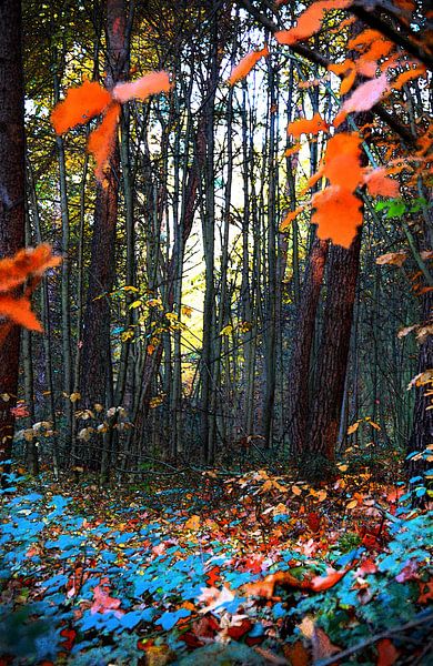 Crazy Autumn  von Sandra Akkerman