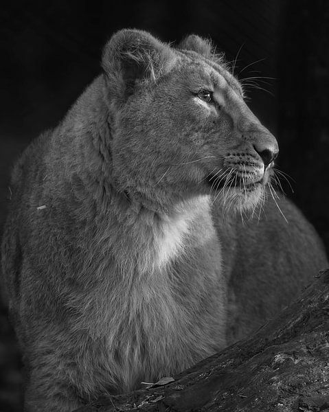 Lionceau asiatique en noir et blanc par Patrick van Bakkum