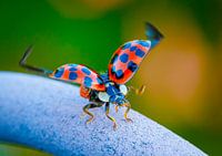 Le dernier contrôle de Coccinelle avant le départ