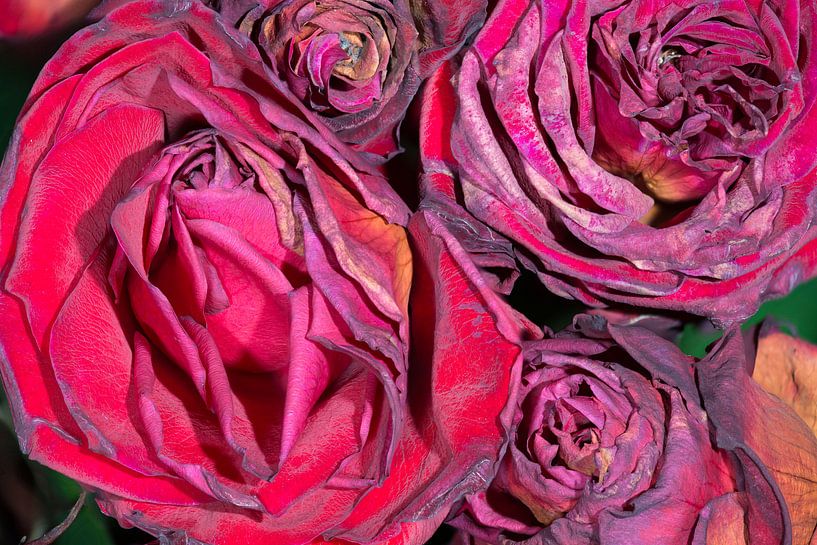 Withered roses by Peter Apers