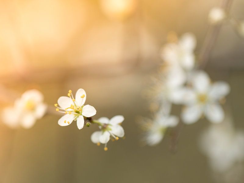 Blossom by Diane van Veen