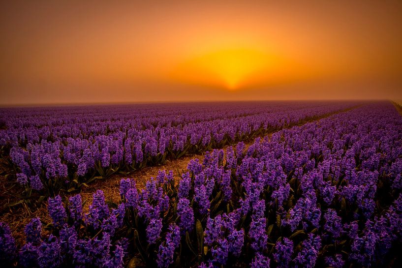 orange turnout by peterheinspictures