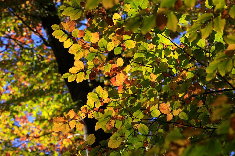 Buche von Thomas Jäger