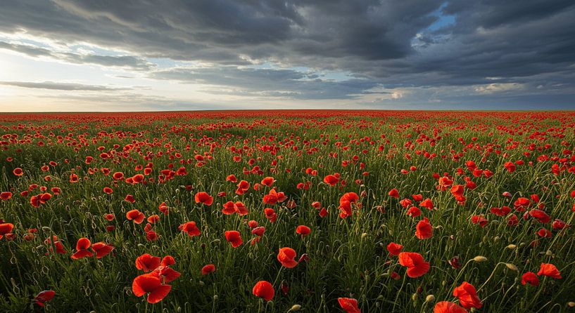 Pavot rouge sous la tempête par ButterflyPix