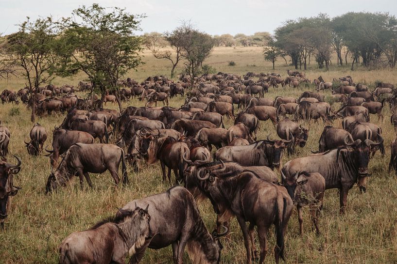 Gnus während der Wanderung in der Serengeti von Niels pothof