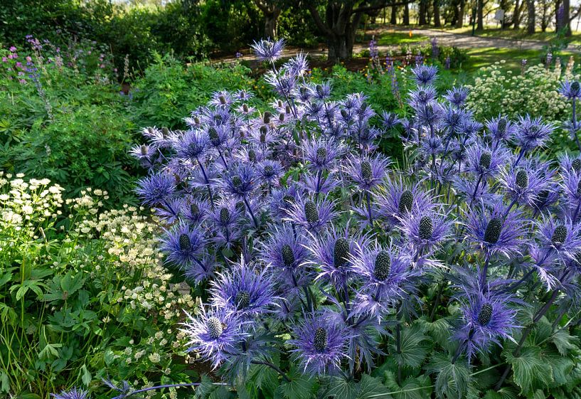 Disteln (Eryngium) im botanischen Garten in Akureyri Island von Henk Alblas